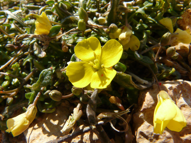 Diplotaxis scaposa / Ruchetta con scapo